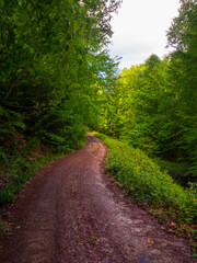 a beautifull day in forest