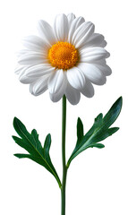 Fototapeta na wymiar A white flower with a yellow center