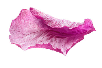 Vivid Pink Petal Texture on a transparent background