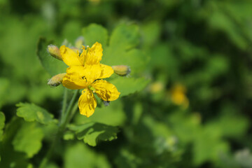  yellow celandine flower and fresh celandine leaves, natural background