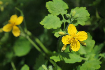  yellow celandine flower and fresh celandine leaves, natural background