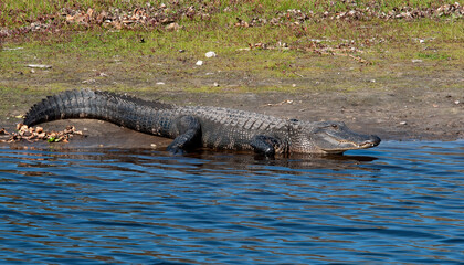 A large alligator, Alligator mississippiensis, resting at the water's edge on the shoreline of the...