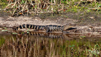 Full-body portrait of a 4-5 year-old American alligator, Alligator mississippiensis, resting on the shore of a river.