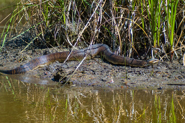 A Florida Cottonmouth, Agkistrodon conanti, on a muddy bank of a Florida swamp. Shows the full length of the thick-bodied snake.