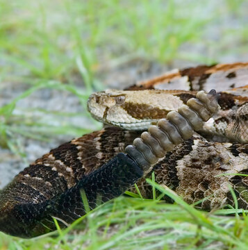A closeup of a coiled timber rattlesnake with selective focus on the large rattle. Also called the canebrake rattlesnake or Crotalus horridus.