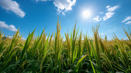 Rice field; rice paddy