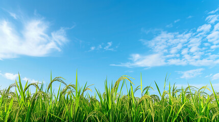 Obraz premium Rice field; rice paddy
