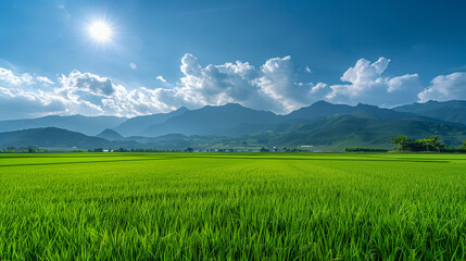 Fototapeta premium Rice field; rice paddy