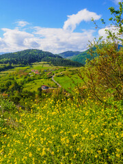 Fototapeta na wymiar green village view in spring
