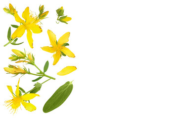 saint john's wort or Hypericum flowers isolated on white background. Top view with copy space for your text. Flat lay