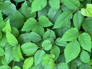 Patch of green poison ivy background