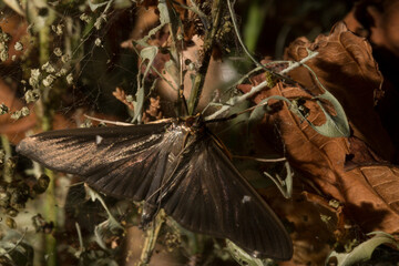 Cydalima perspectalis or the box tree moth is a species of moth of the family Crambidae. This...