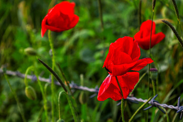 red poppy flower