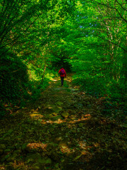 Fototapeta premium OLYMPUS DIGITAL CAMERA