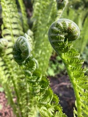 fern in the garden