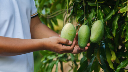 Farmer's hands pick mangoes from the tree