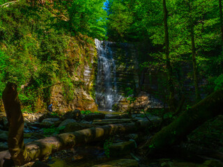 image of lush green nature in spring