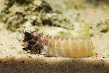 Segmented Sailfin Blenny (Salarias segmentatus)
