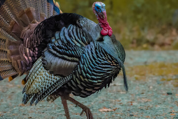 Wild Male turkey strutting about during mating season 