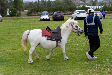 Beautiful white pony walking in the field