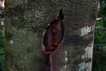 A bark damaged section of a jack tree stem with the sap oozing out on the stem surface
