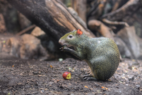 a side photo of an Aguti eating with his hand with a  soft background 