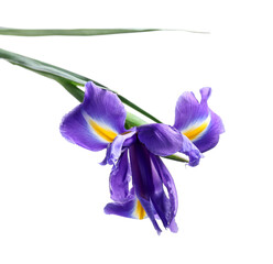 Beautiful violet iris flower isolated on white