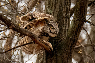 owl in tree with wings spread out