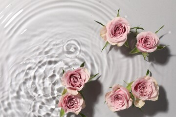 Beautiful roses in water on white background, top view. Space for text