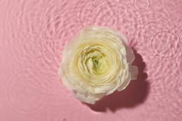 Beautiful white rose in water on pink background, top view