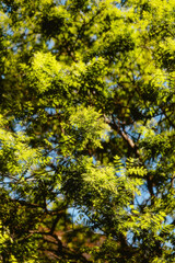 Obraz premium autumn leaves background