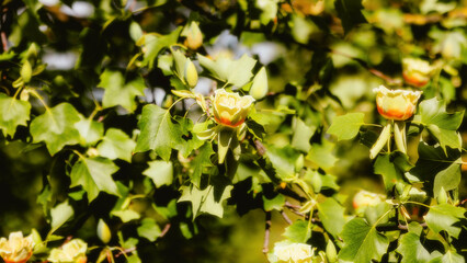 flowers in the garden