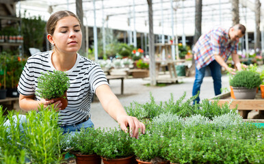 Enthusiastic young female customer carefully picking potted thyme plant at outdoor garden shop,...