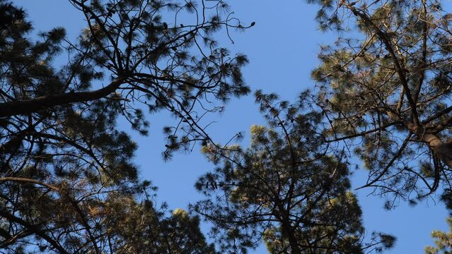 The forest of pine trees at Pen Bron. La Turballe, France - April 28, 2024.