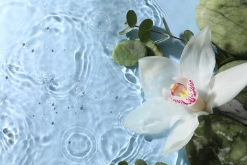 Beautiful orchid, spa stones and eucalyptus branch in water on light blue background, top view. Space for text