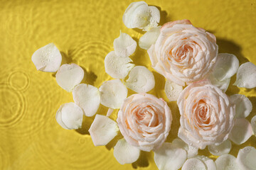 Beautiful roses and petals in water on pale yellow background, top view