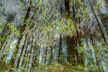 Reflection of trees on water displays terrestrial plants in a natural landscape