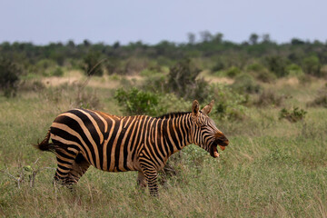 zebra Tsavo Ost