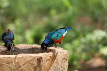 blue and yellow macaw