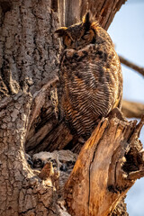 great horned owl in tree