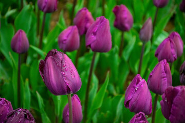 Obraz premium Purple tulips with water droplets in Sunset. Close up shot of purple tulip in Emirgan Park. Purple tulips lit by sunlight.