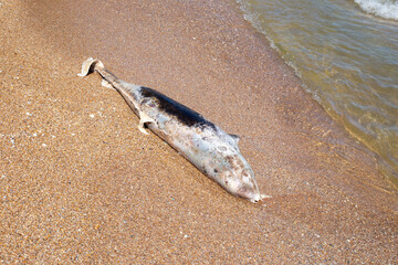 A dead dolphin washed up on the sea sandy shore. Ecology and fauna of the sea