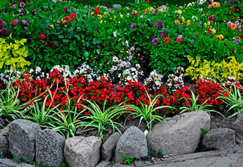 kolorowe kwiaty w ogrodzie, czerwone, białe i fioletowe kwiaty, Zielistka, dalia i begonia stale kwitnąca, Dahlia , begonia ×semperflorens-cultorum i Chlorophytum   © kateej