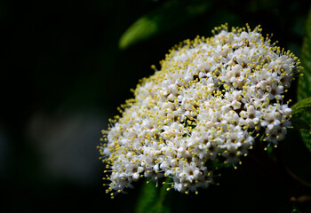 biały kwiat Kalina sztywnolistna, kwitnąca kalina, blooming viburnum, Viburnum rhytidophyllum, leatherleaf viburnum	 - obrazy, fototapety, plakaty