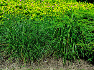 tawuła japońska i ozdobne trawy w ogrodzie, Spiraea japonica, Japanese meadowsweet and ornamental grasses in the garden  © kateej