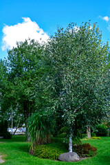 brzoza na trawniku na tle niebieskiego nieba, birch on the lawn against the blue sky, brzoza brodawkowata, brzoza zwisła, Betula pendula 