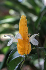 La flor amarilla tiene pétalos blancos - obrazy, fototapety, plakaty
