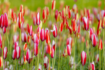 Selective focus of red white flowers in the garden, Tulips are plants of the genus Tulipa,...