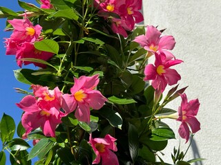 Dipladenia mandevilla pink flowers blossom.