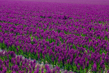 Selective focus of purple Hyacinth flower in the fields, Purple Hyacinthus, A small genus of bulbous spring-blooming perennials, Fragrant flowering plants in the family Asparagaceae, Nature background